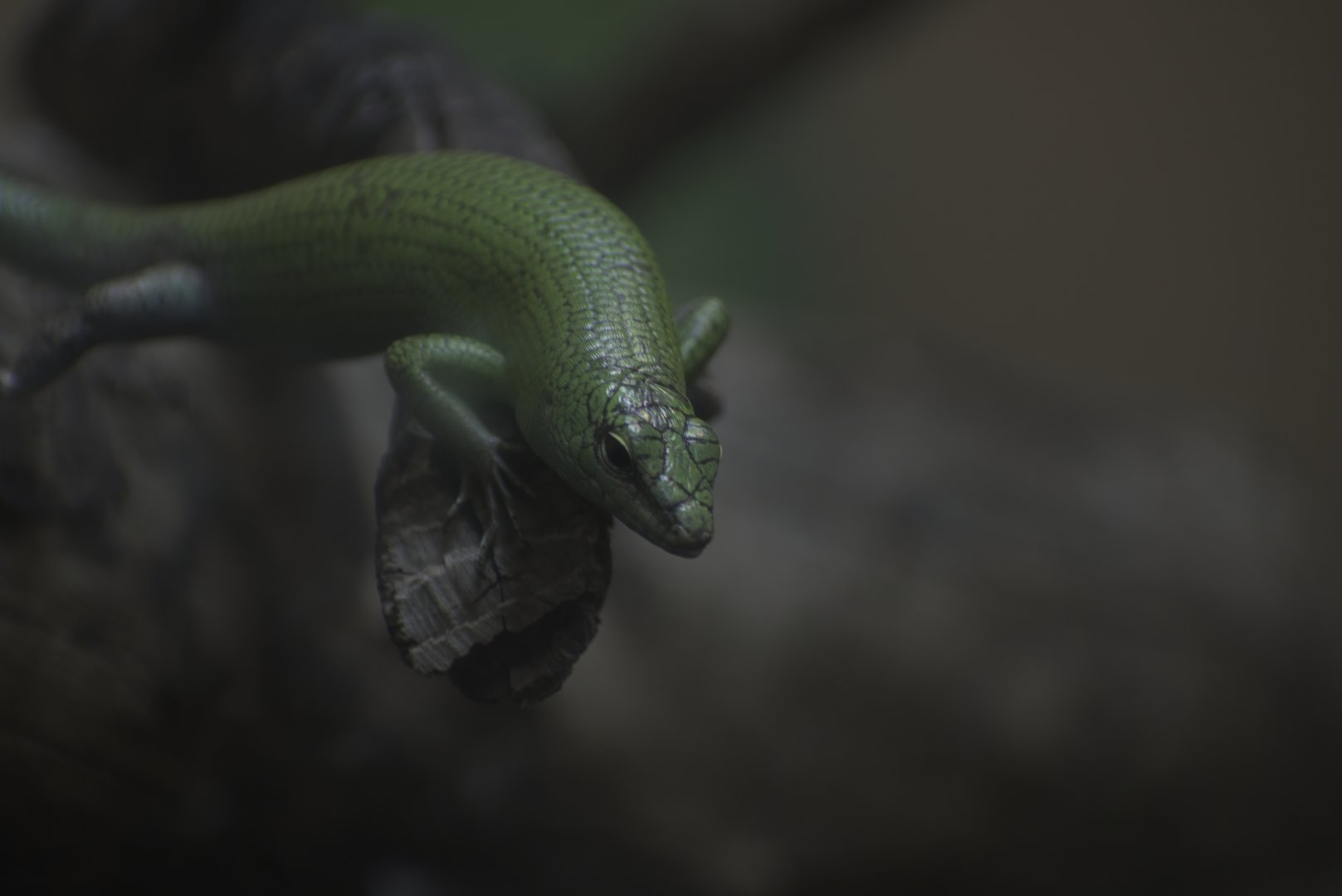 Emerald Skink
