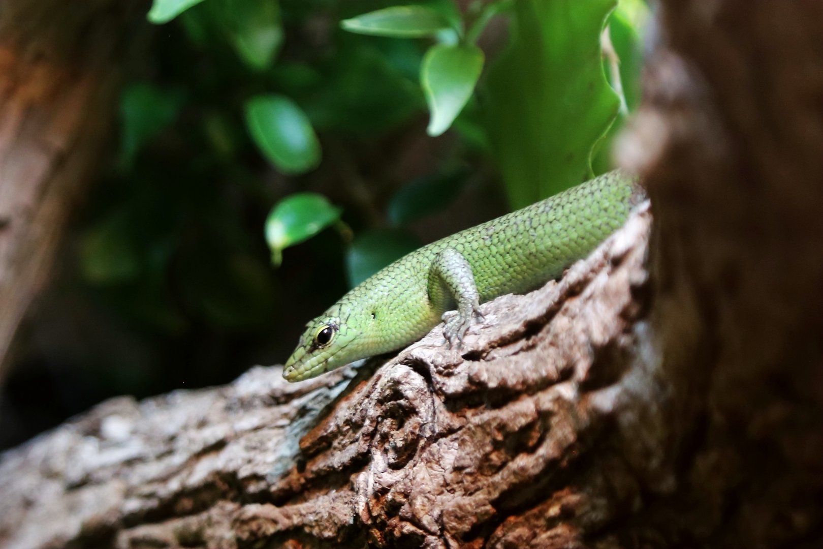 Emerald Skink