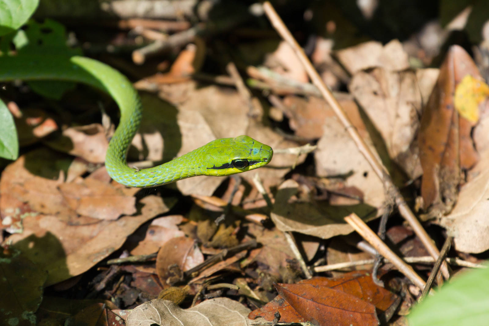 Emerald Snake