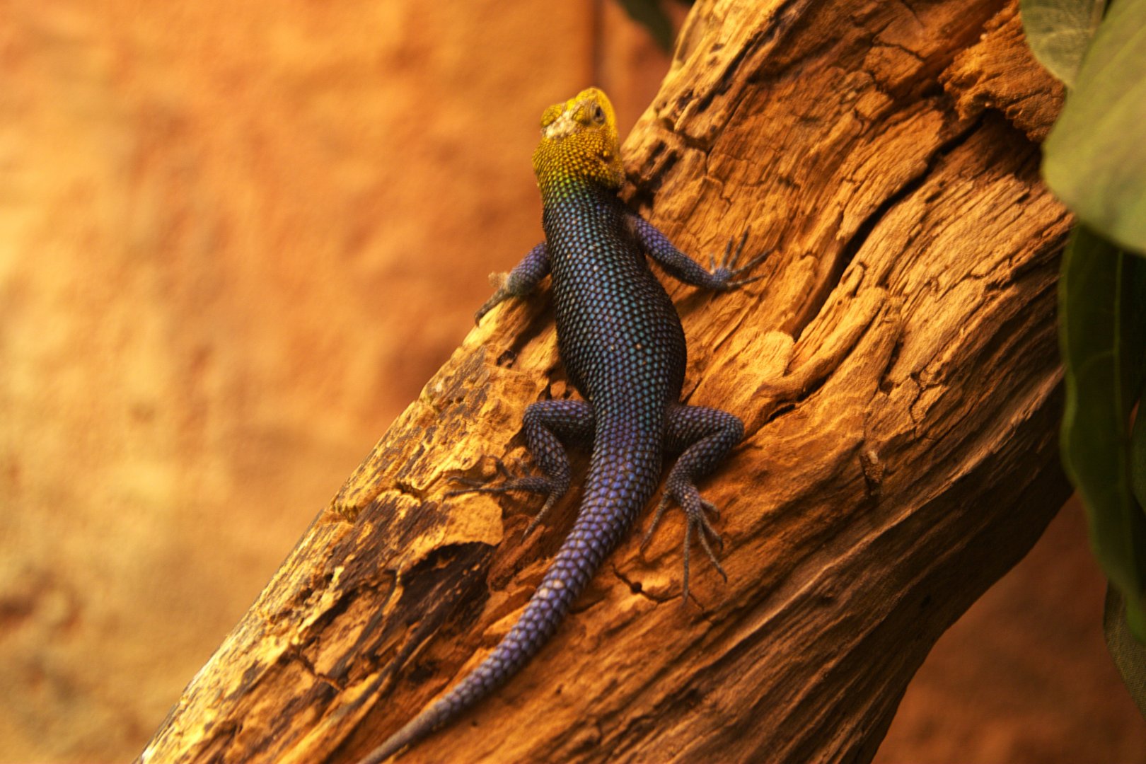 Emerald Spiny Lizard (Sceloporus taeniocnemis)