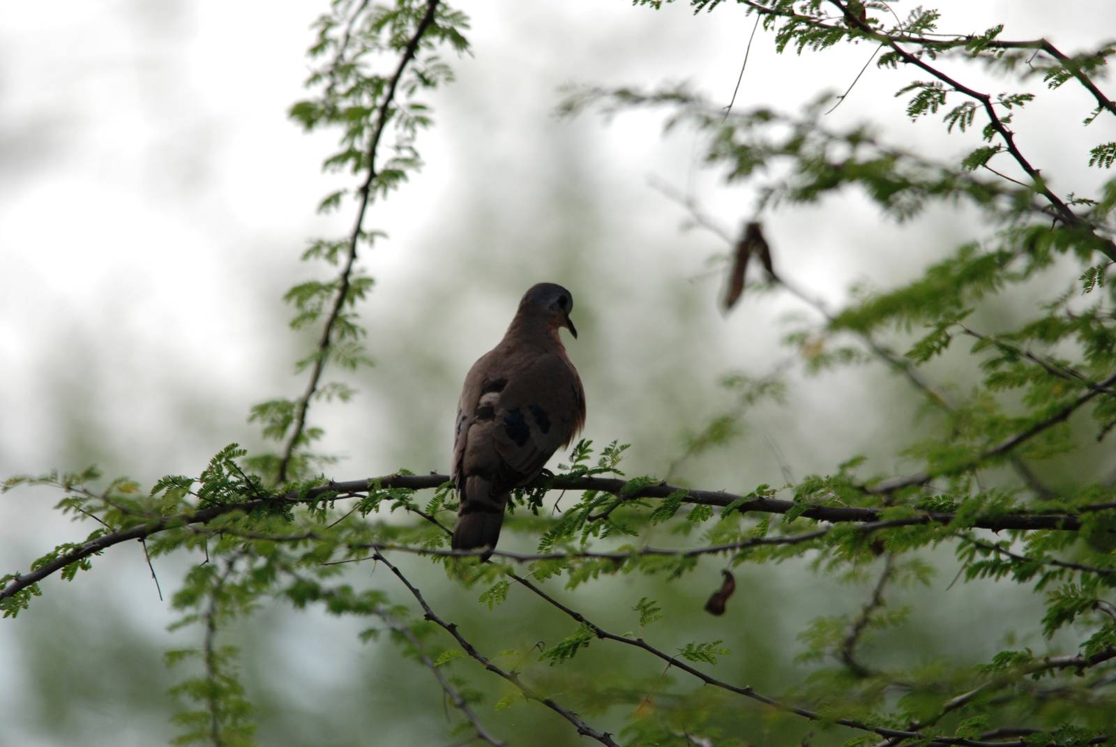 Emerald-spotted Wood Dove in Awash NP, 12/10/14