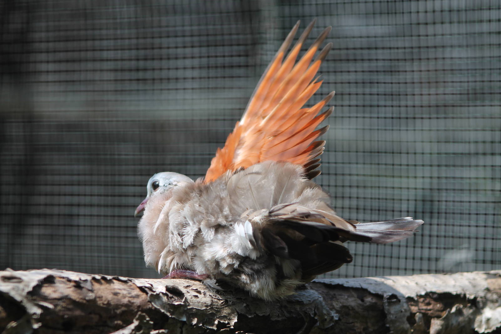 emerald-spotted wood dove (Turtur chalcospilos) sunbathing
