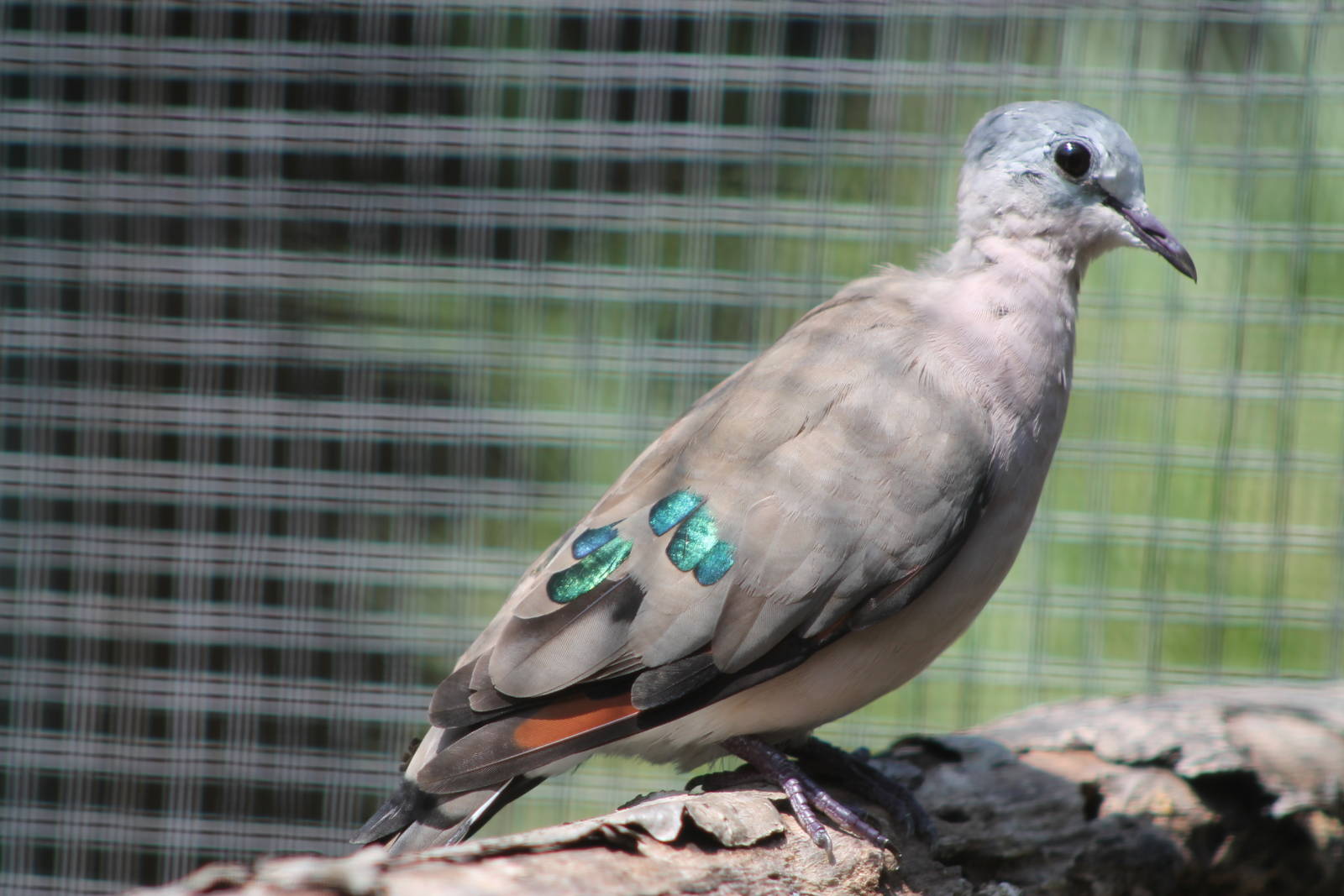 emerald-spotted wood dove (Turtur chalcospilos)