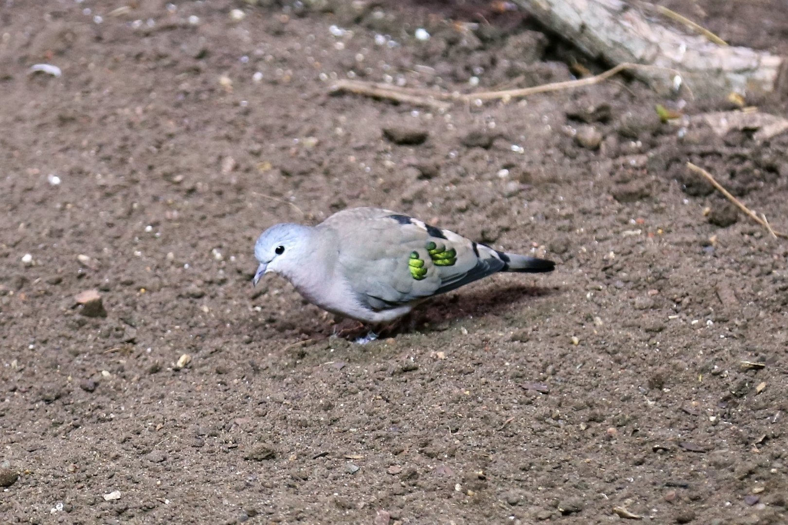 Emerald-spotted Wood Dove (Turtur chalcospilos)