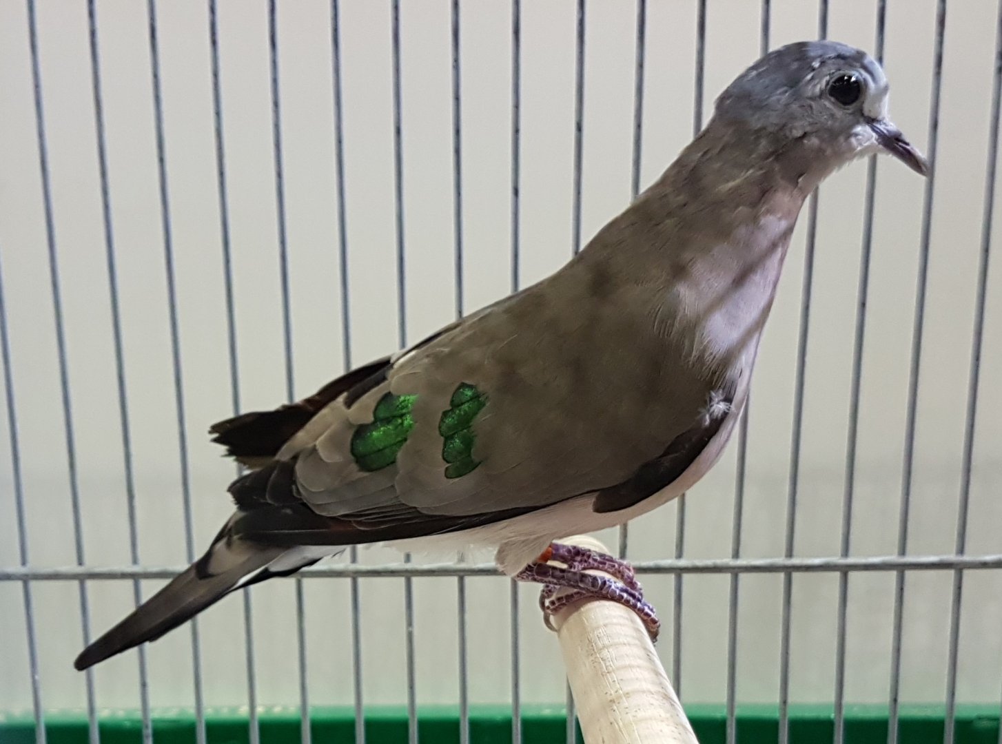 Emerald-spotted wood dove - Turtus chalcospilos