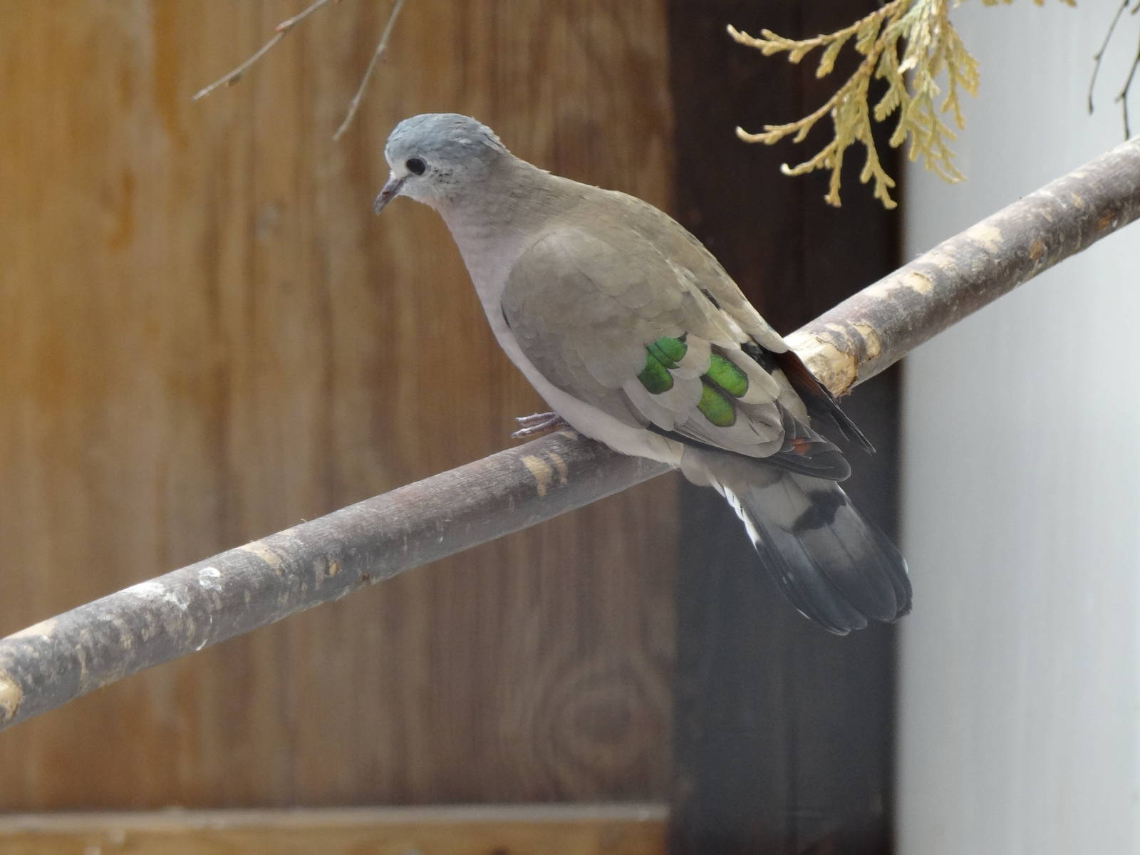 Emerald-spotted wood-dove