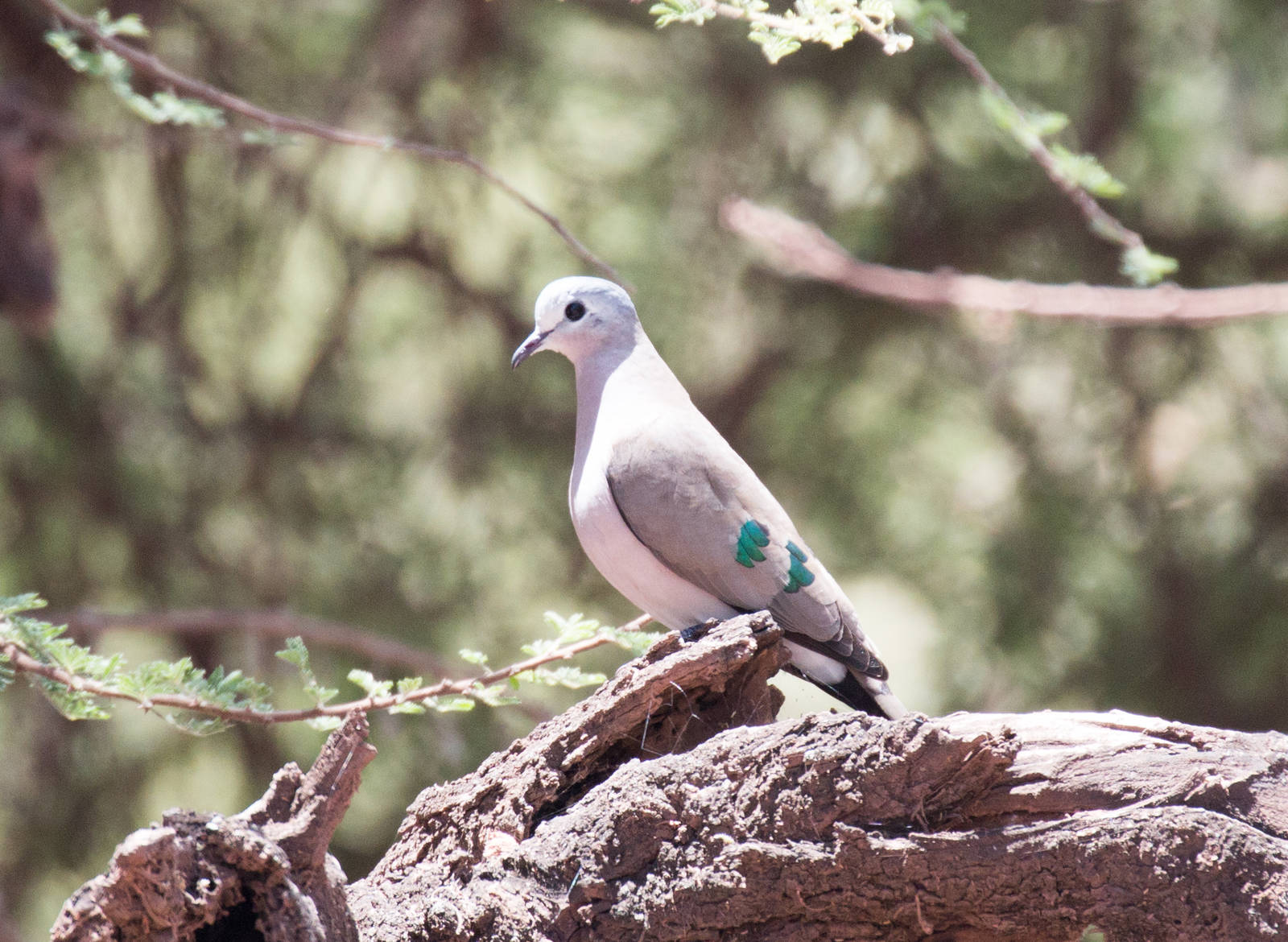 Emerald-spotted Wood Dove