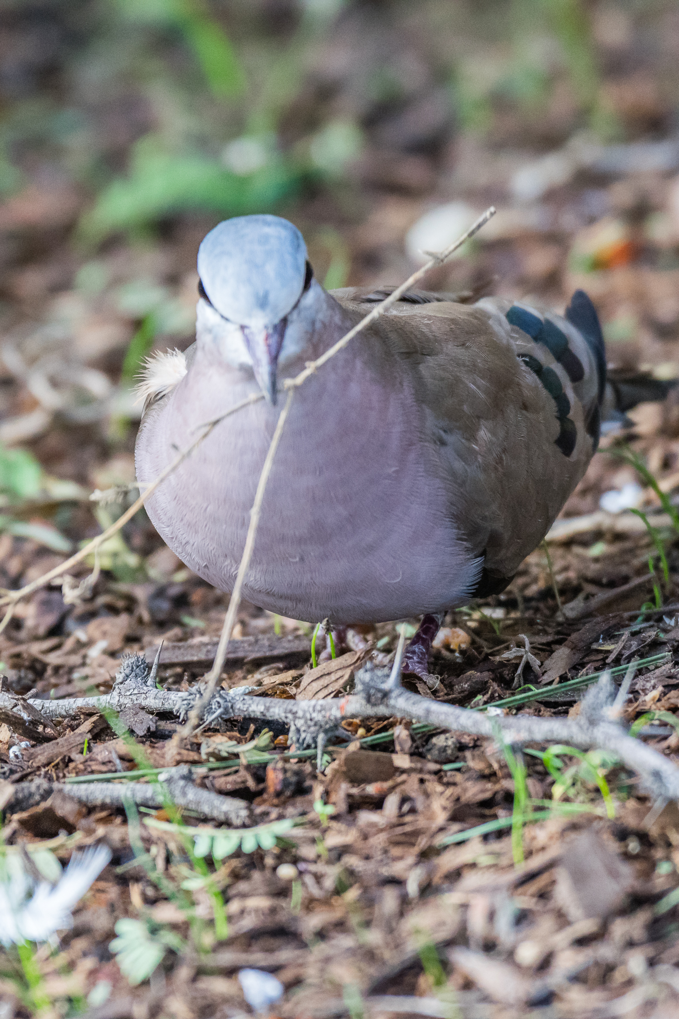 Emerald-Spotted Wood Dove