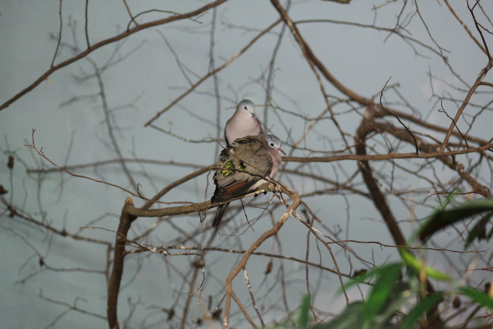 Emerald-Spotted Wood-Dove
