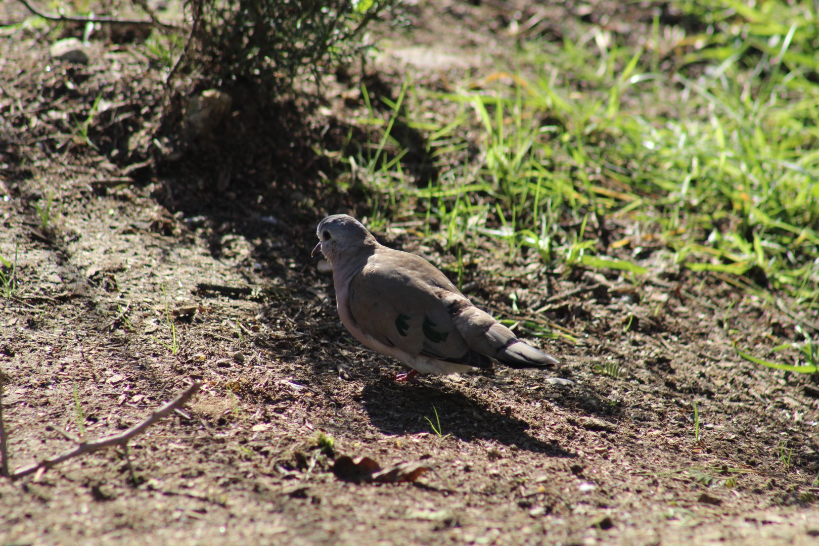 Emerald-Spotted Wood-Dove