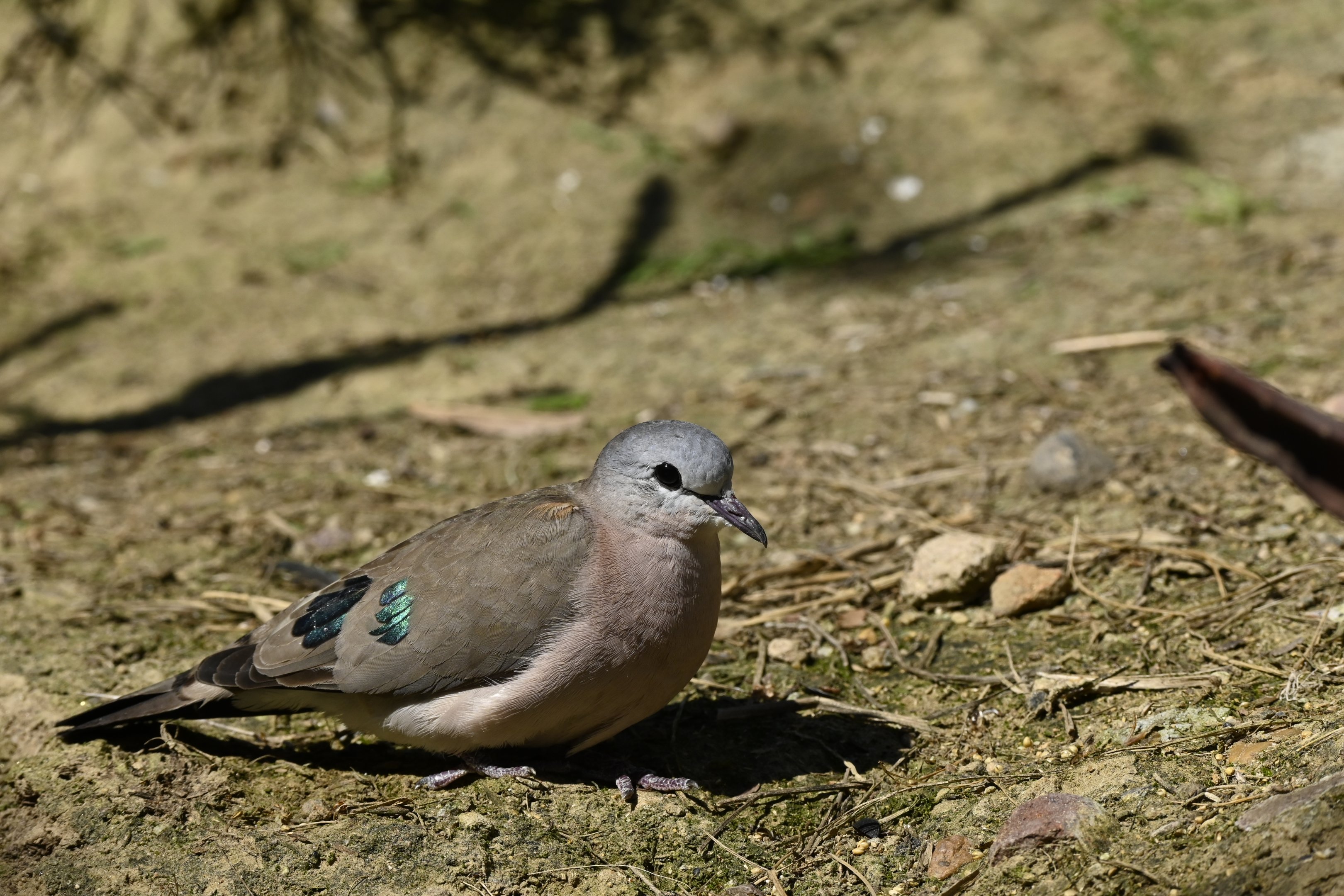 Emerald Spotted Wood Dove