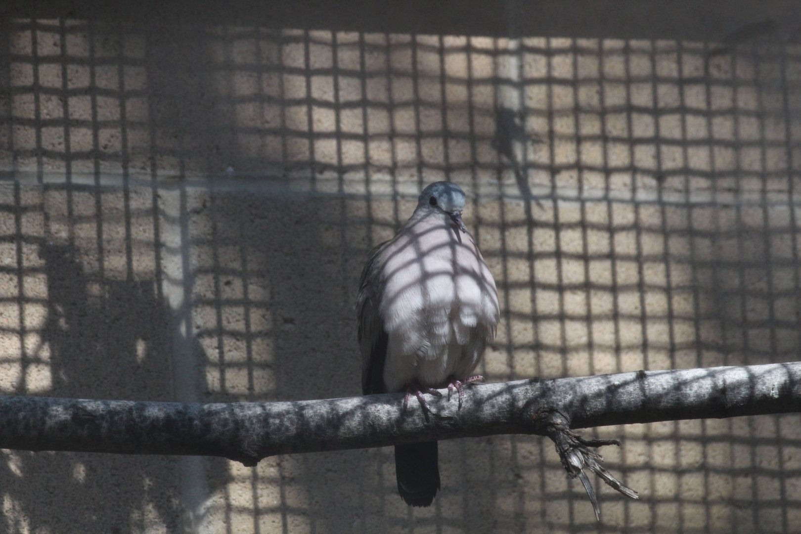 Emerald-spotted Wood Dove
