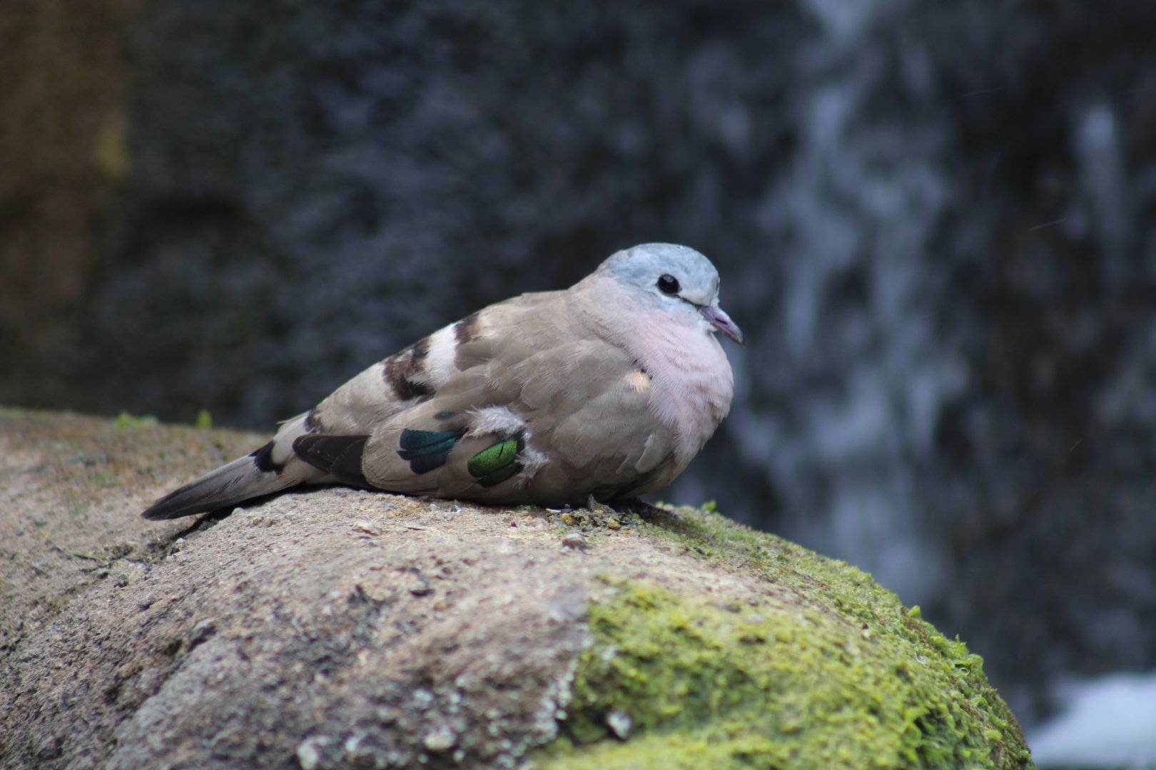 Emerald-Spotted Wood-Dove