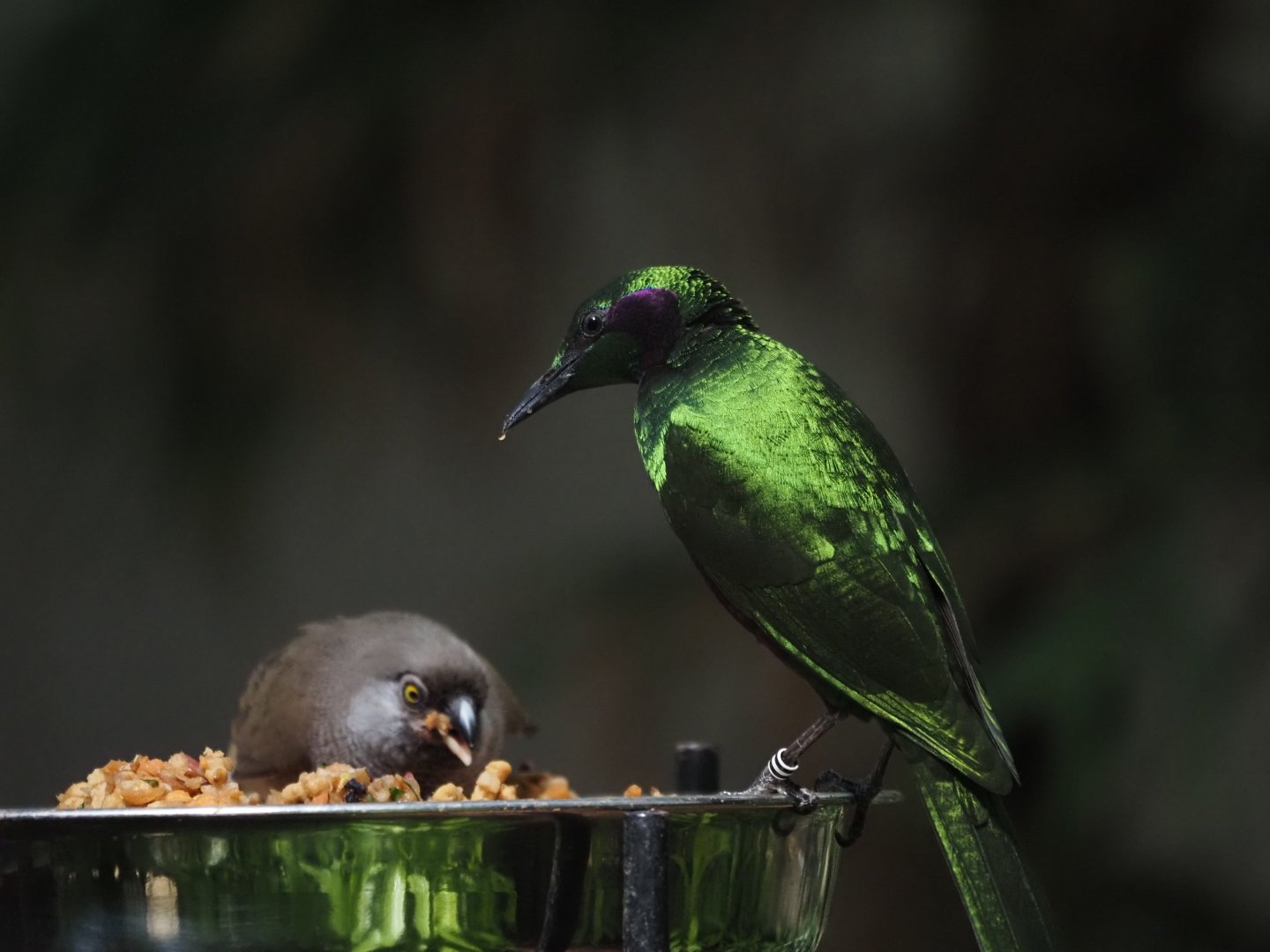 Emerald Starling and Speckled Mousbird