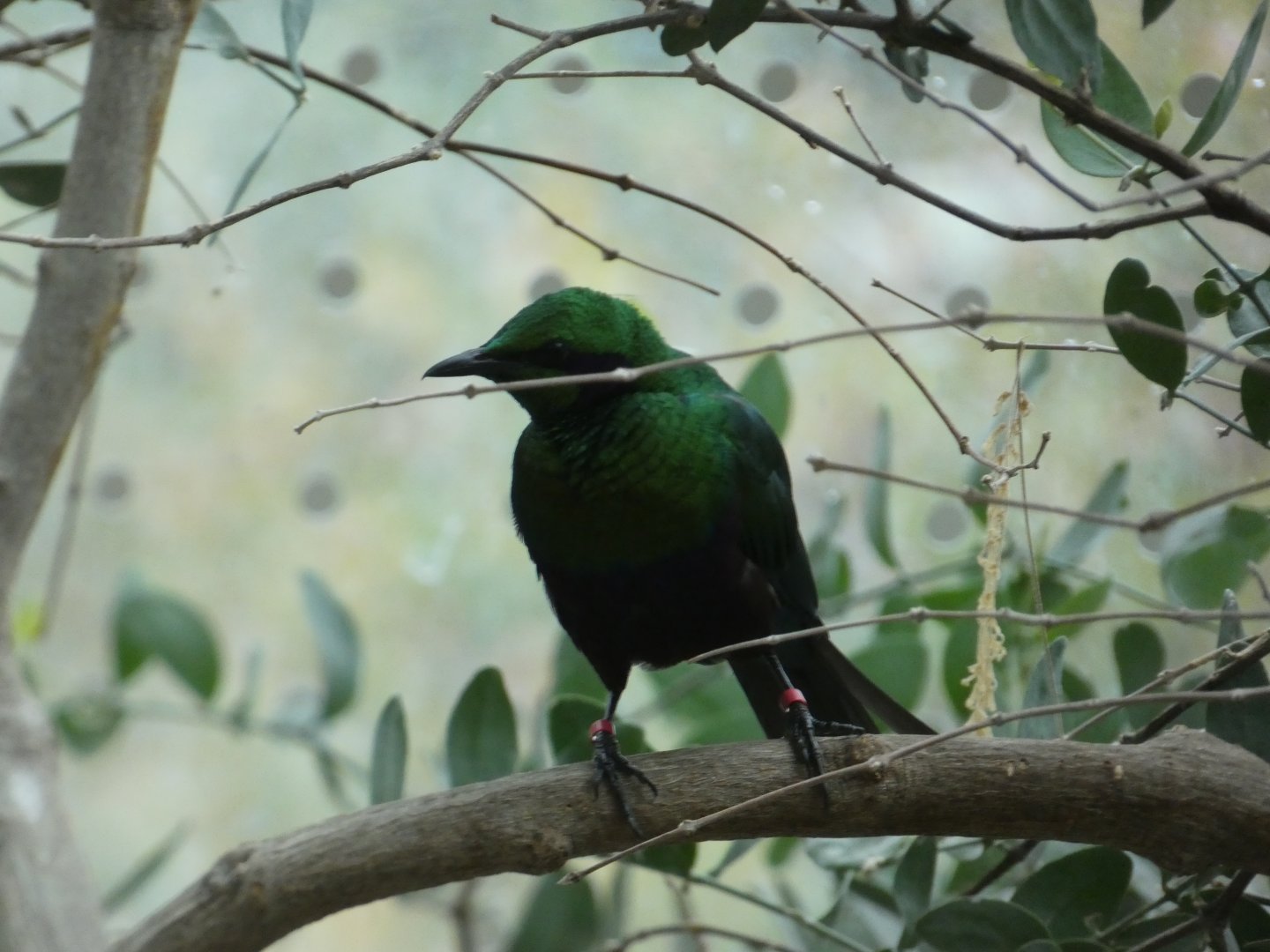 Emerald Starling at the North Carolina Zoo