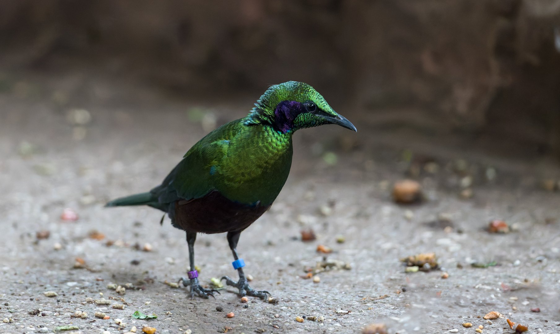 Emerald Starling, Chester, UK