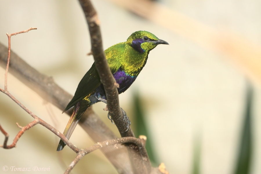 Emerald Starling (Coccycolius iris)