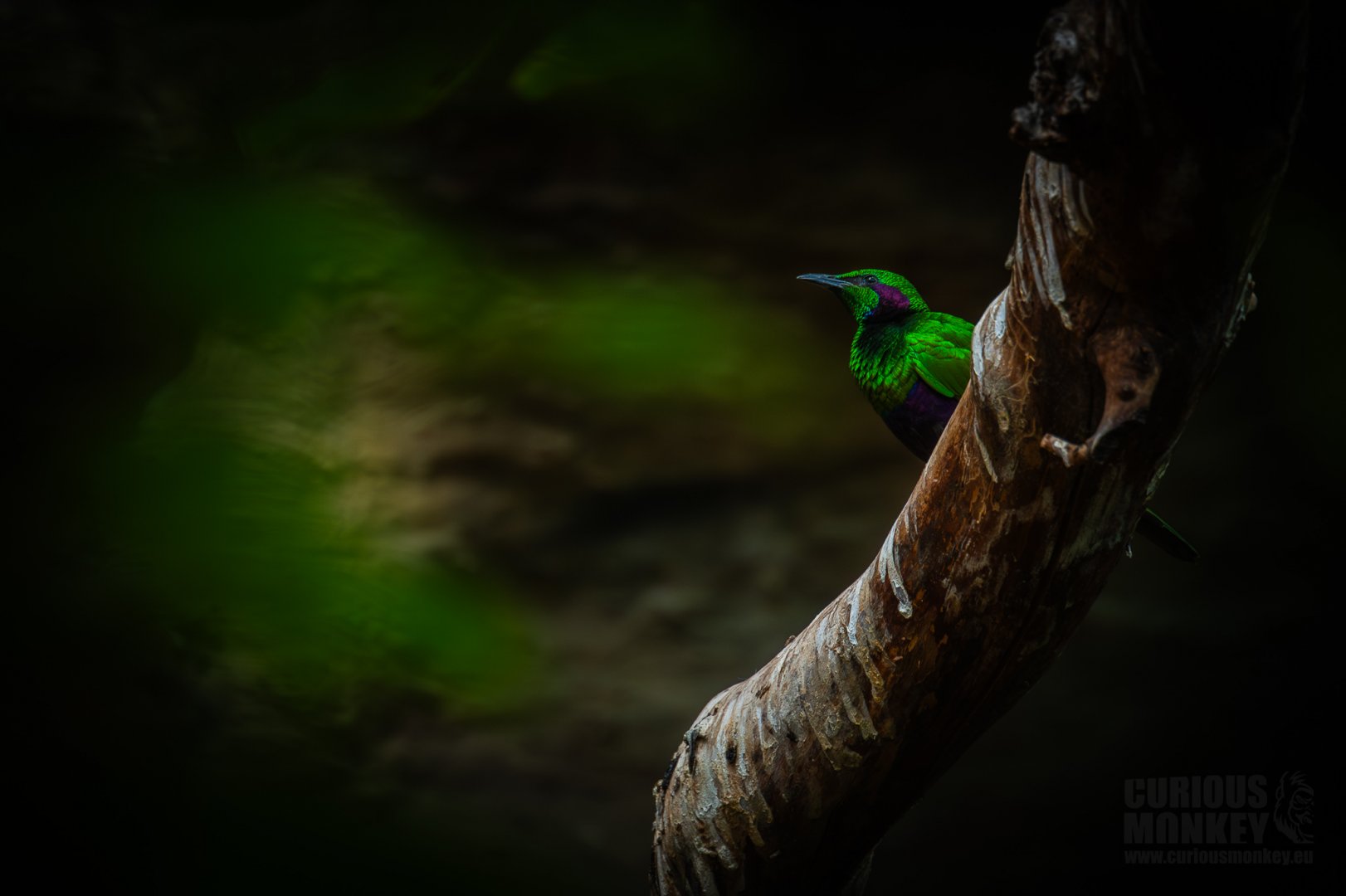 Emerald Starling (lamprotornis iris) 08/24