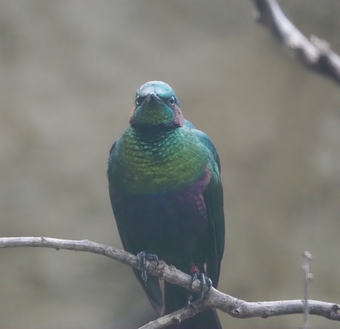 Emerald starling (Lamprotornis iris), 2024-05-22