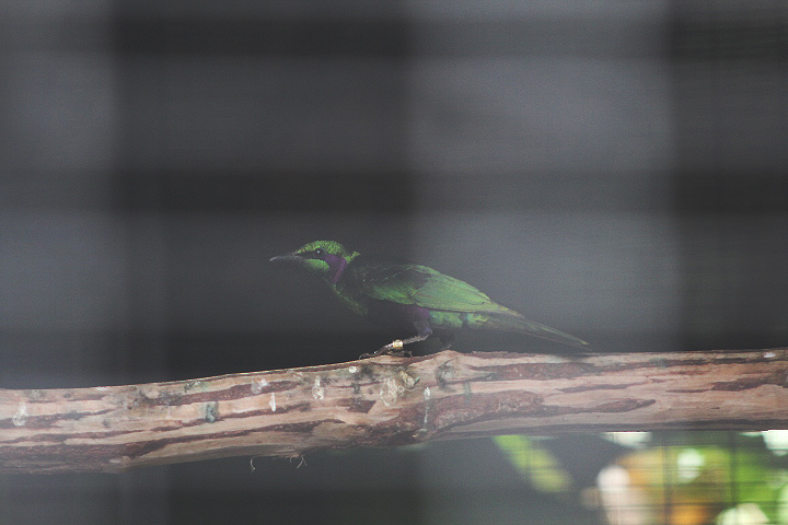 Emerald starling (Lamprotornis iris) - Aviary Park