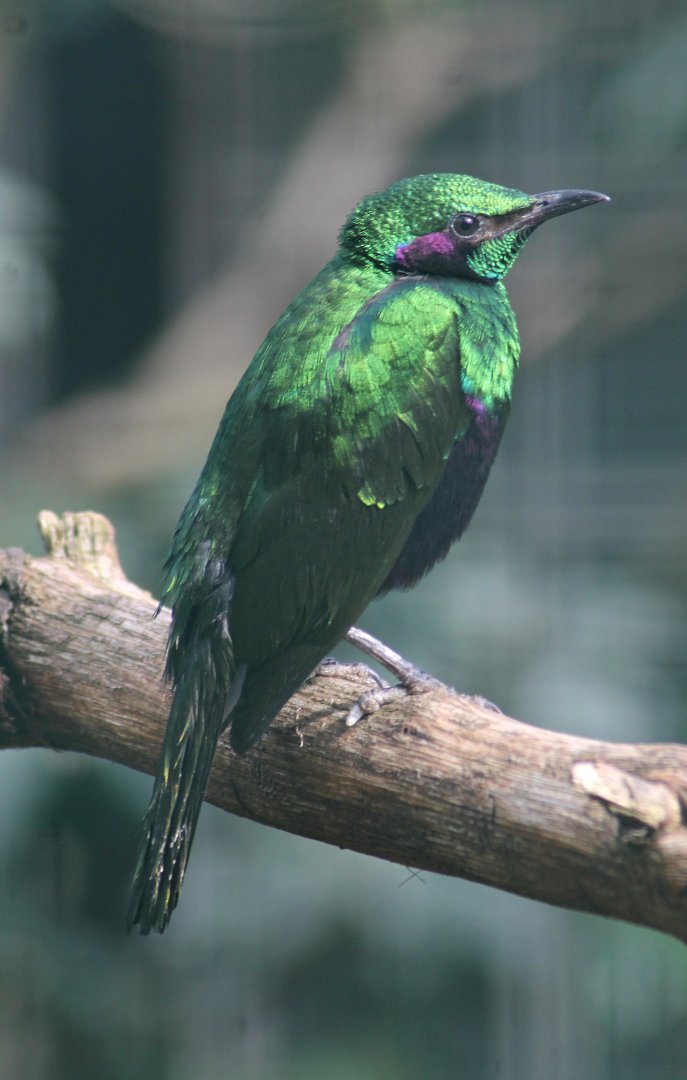 Emerald Starling (Lamprotornis iris)