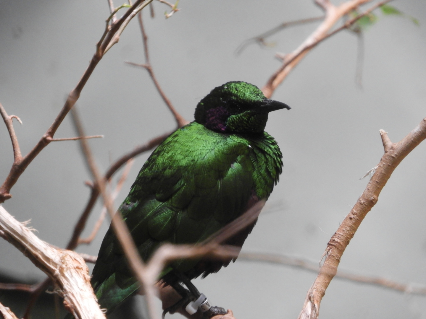 Emerald Starling (Lamprotornis iris)