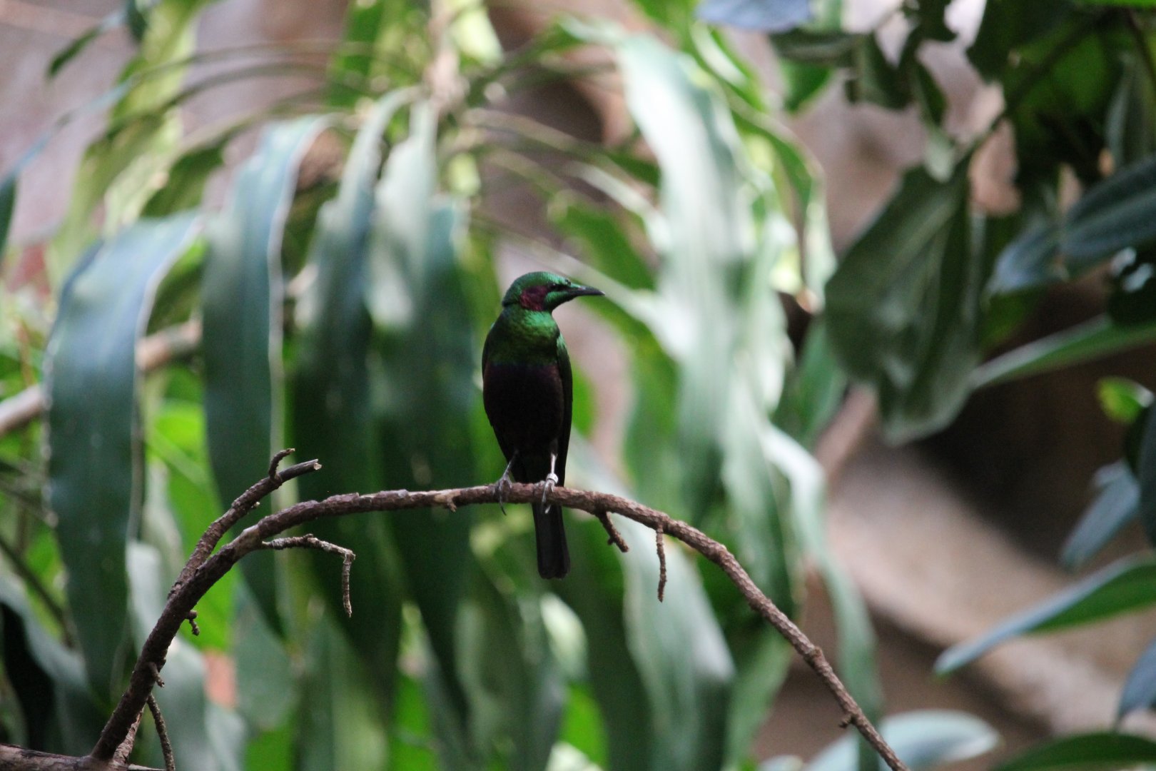 Emerald Starling (Lamprotornis iris)