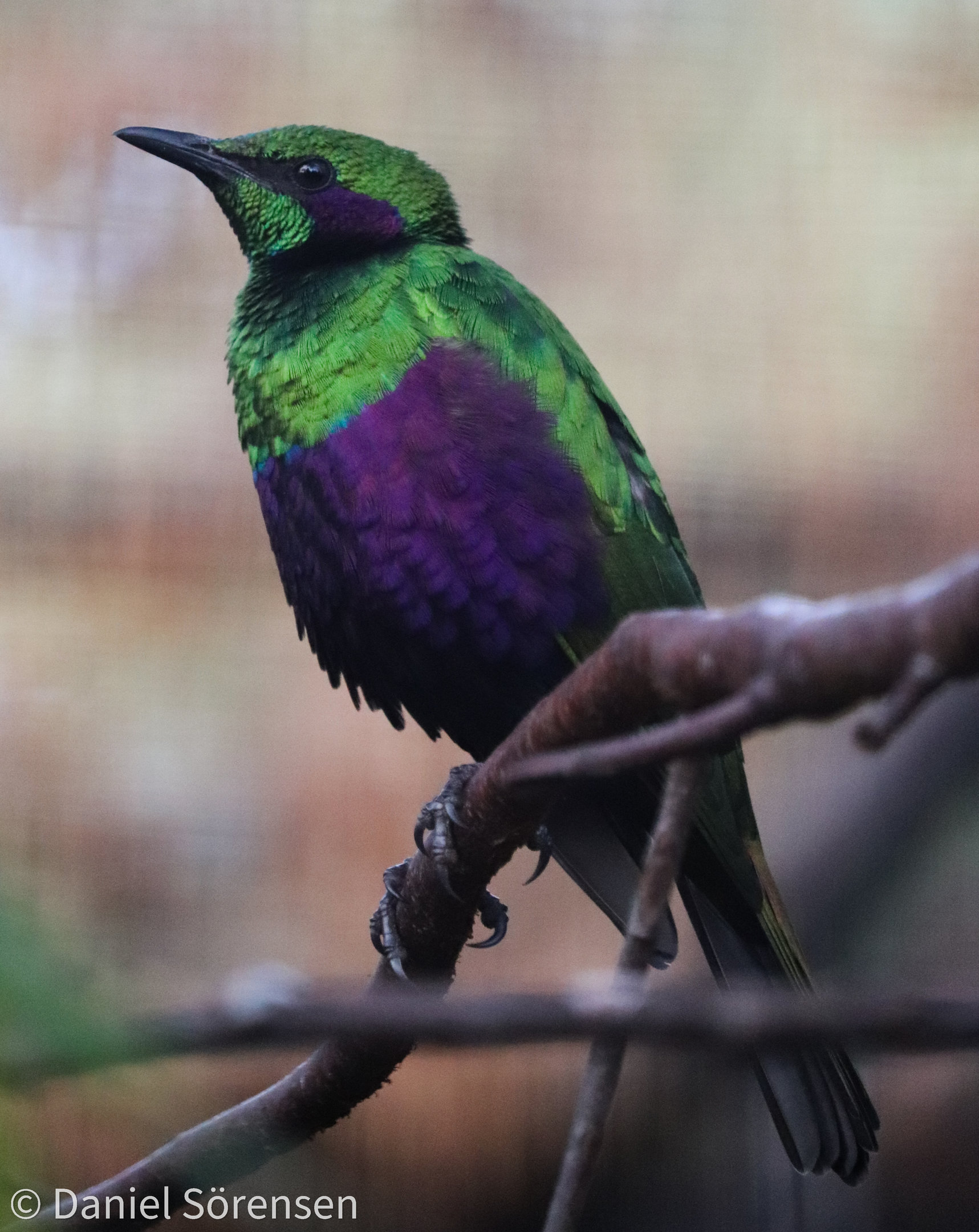 Emerald starling (Lamprotornis iris)