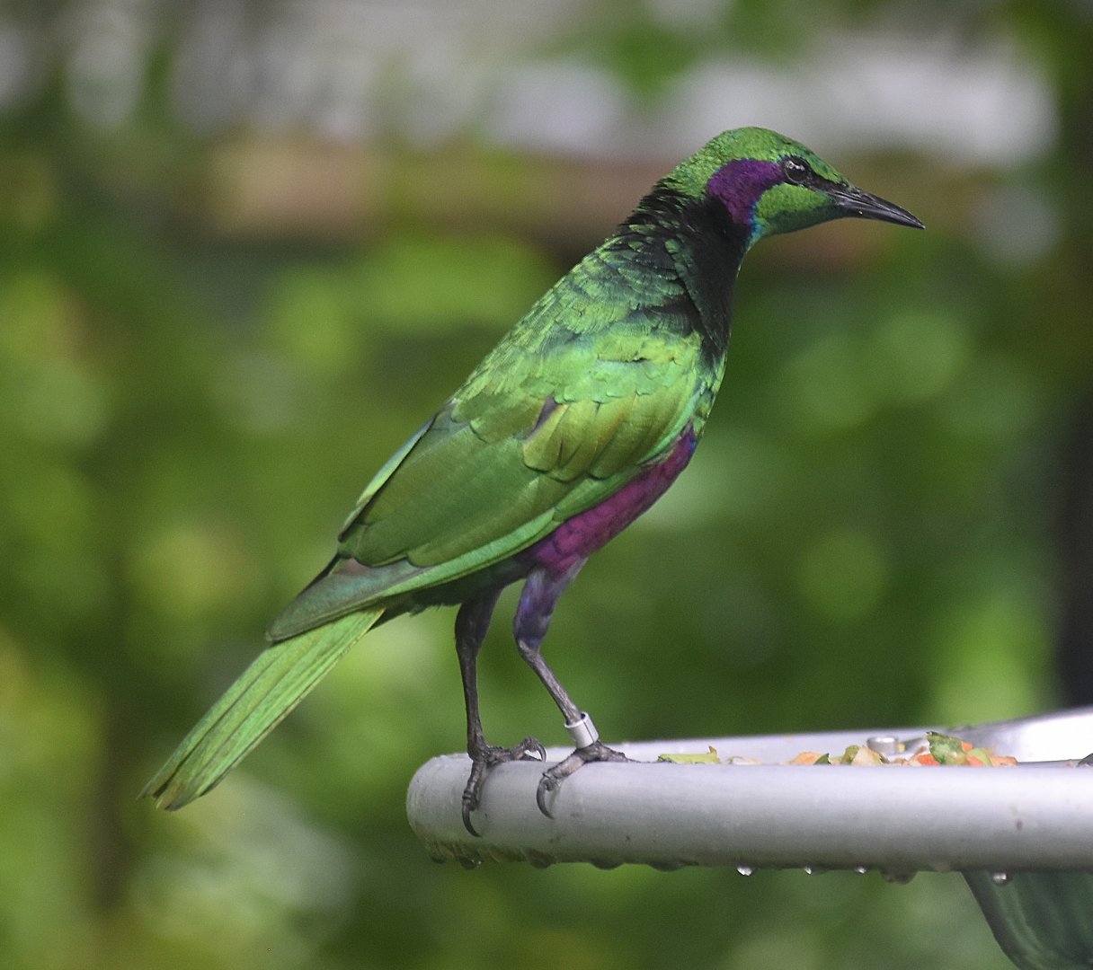 Emerald Starling (Lamprotornis iris)