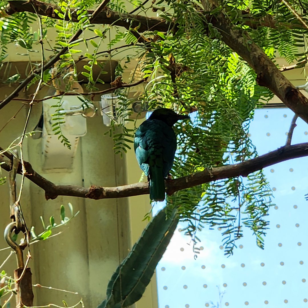 Emerald Starling (Lamprotornis iris)
