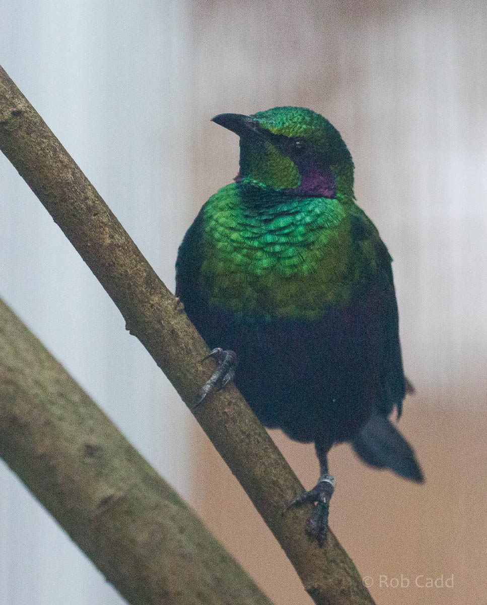 Emerald starling : Waddesdon : 03 Oct 2015