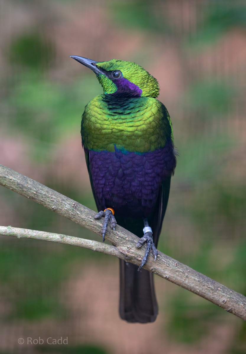 Emerald starling : Waddesdon : 04 Oct 2019