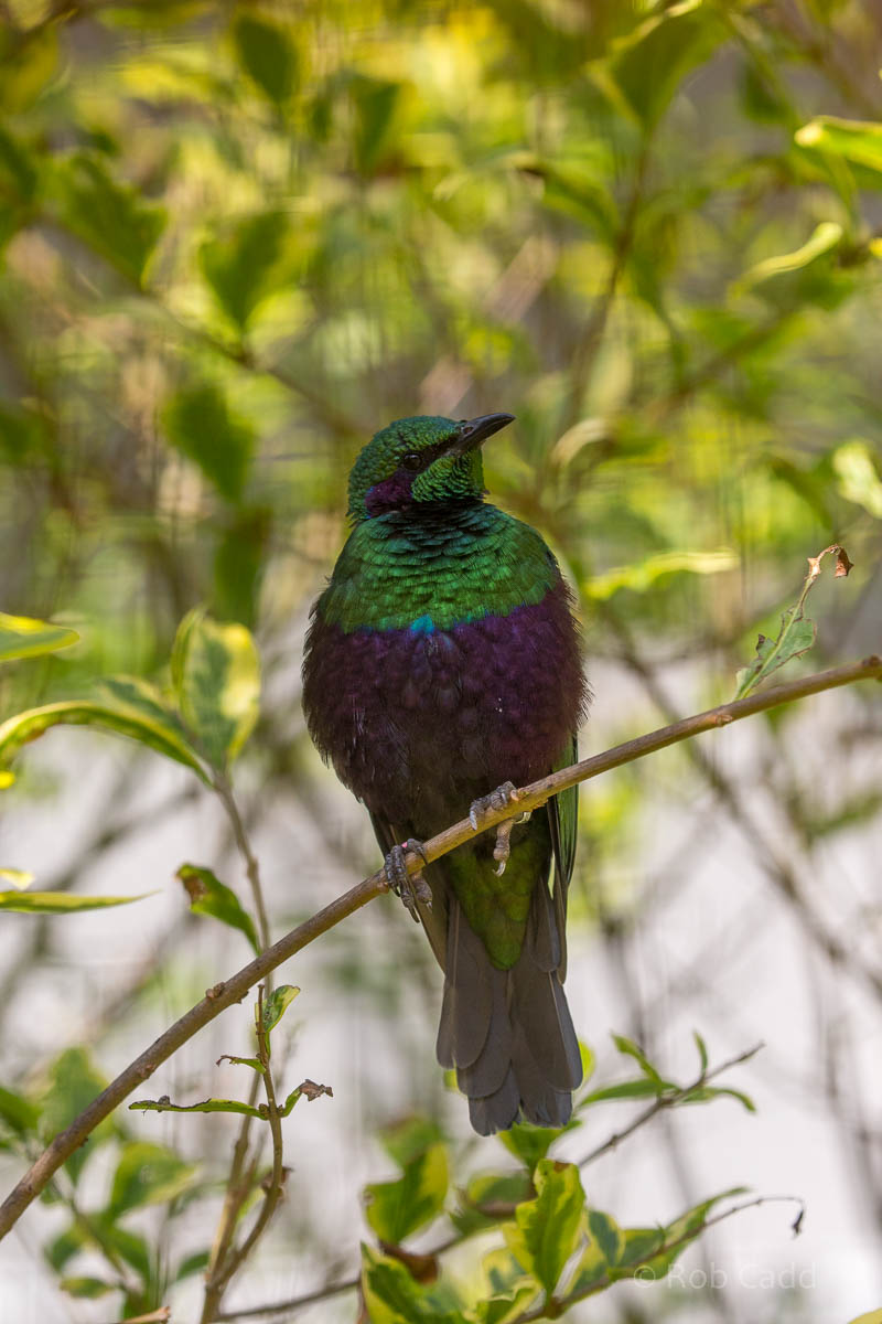 Emerald starling : Waddesdon : 09 Oct 2015