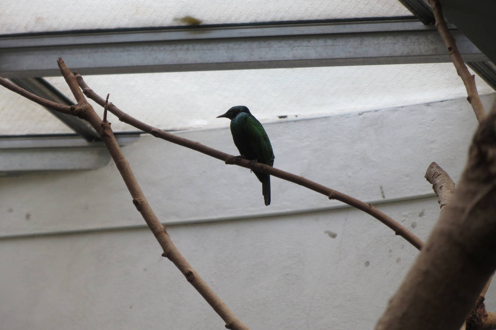 Emerald Starling - World of Birds 031215