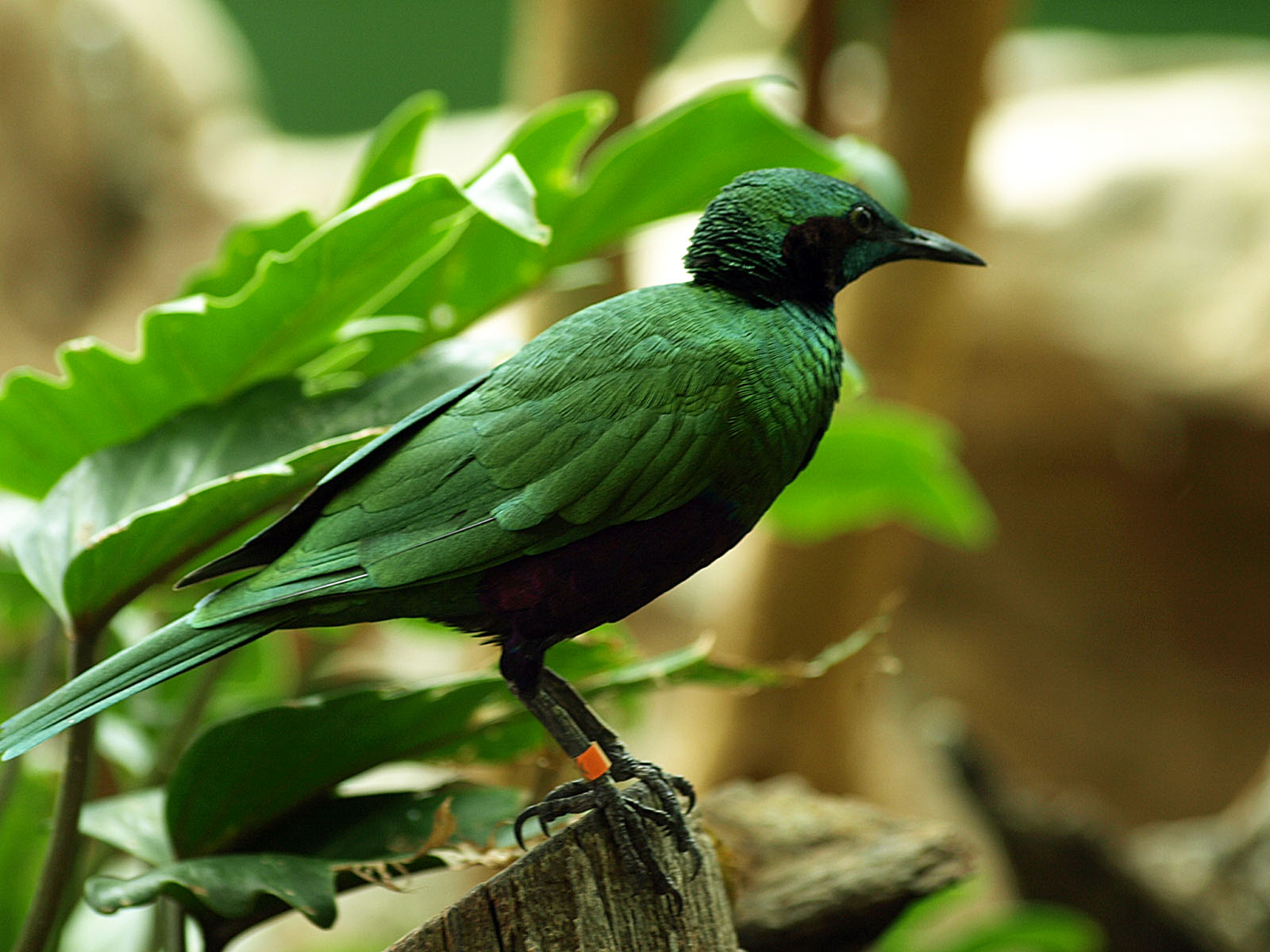 Emerald starling