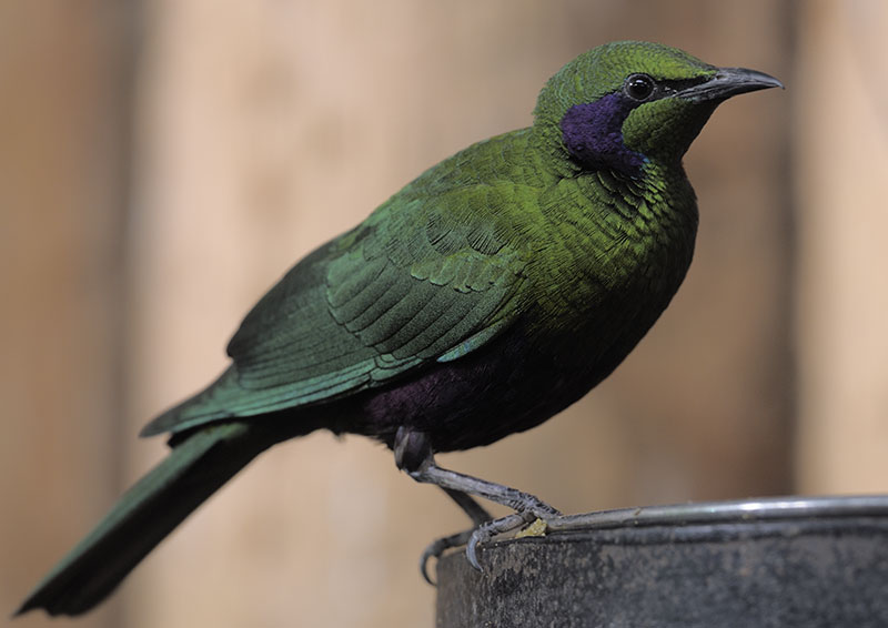 Emerald starling