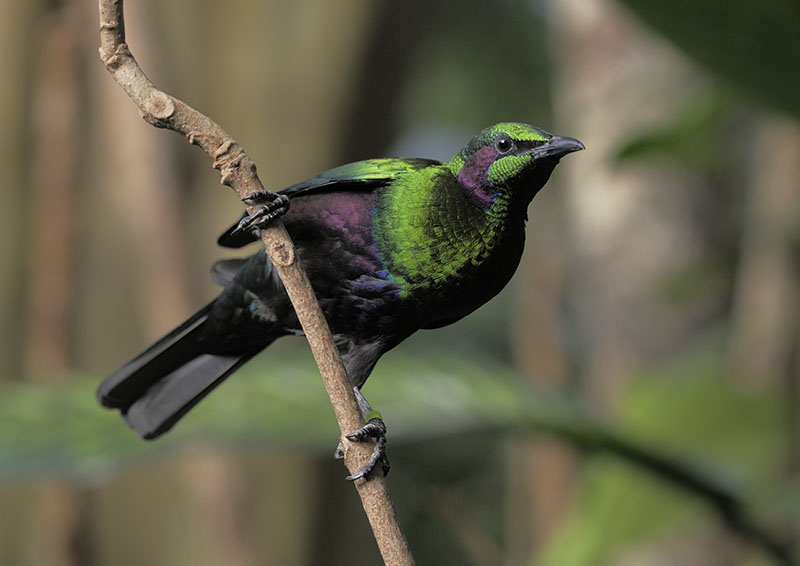 Emerald starling