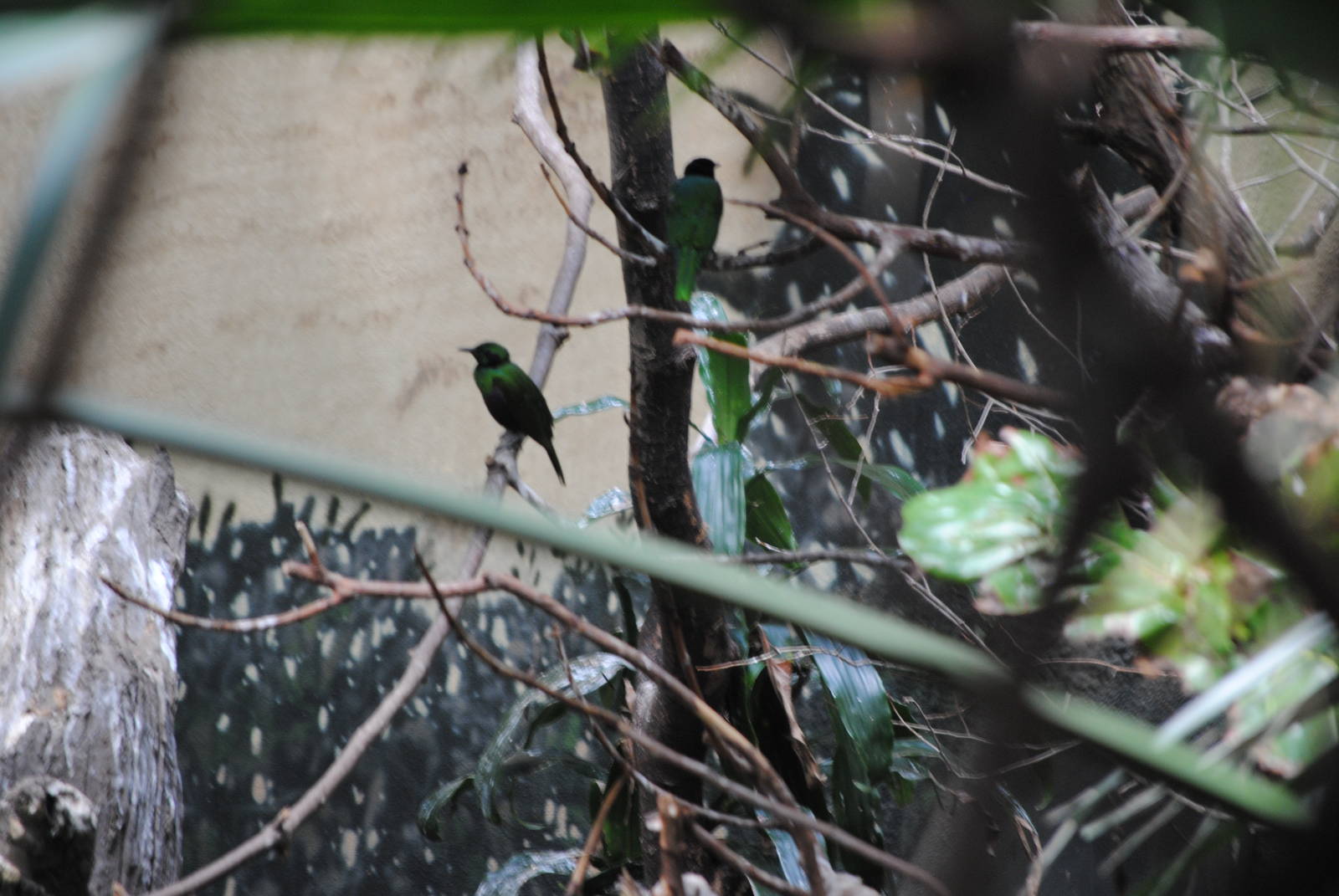 Emerald Starling