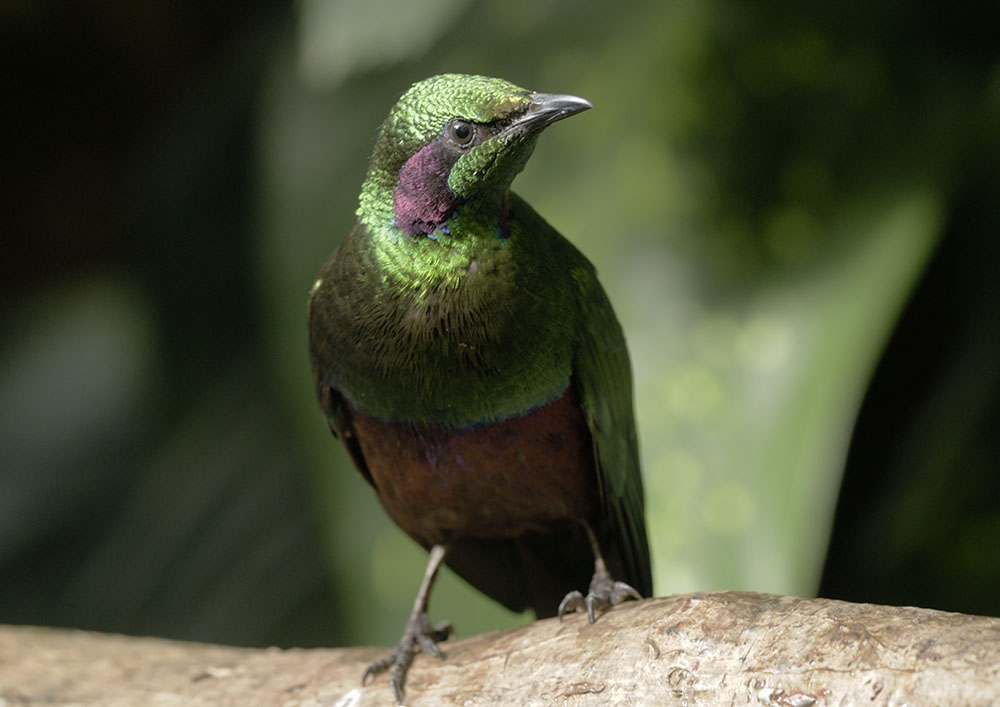 Emerald starling