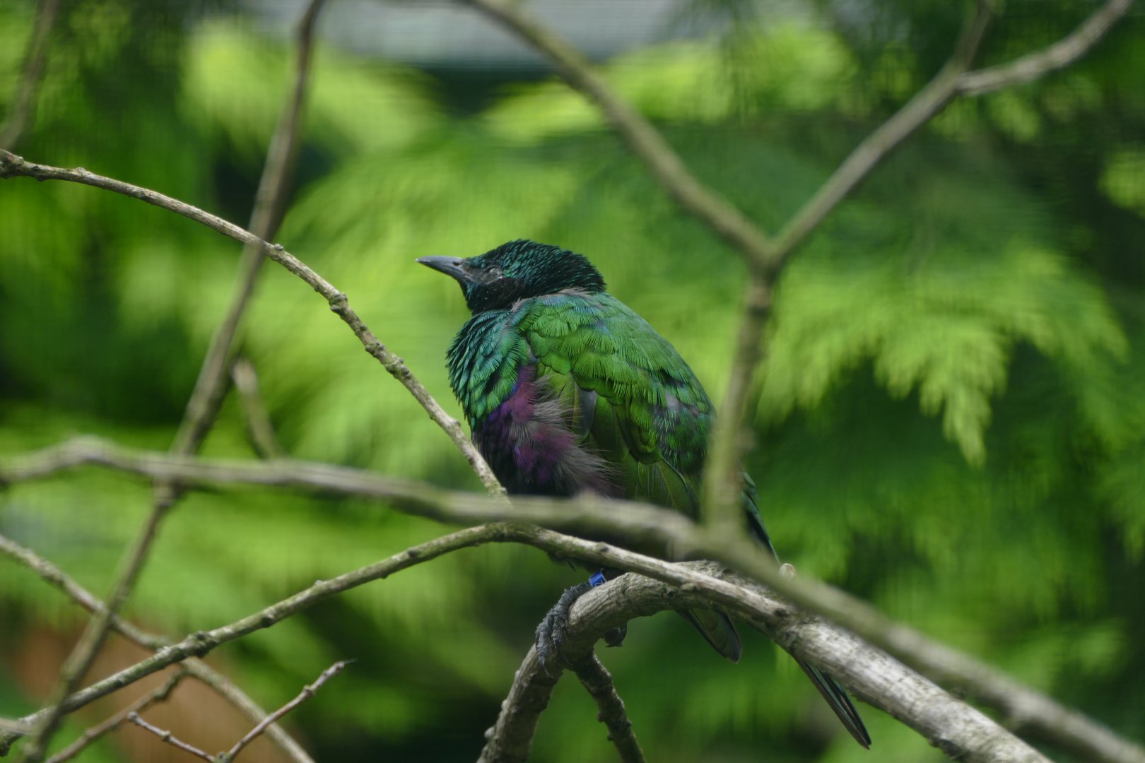 Emerald starling