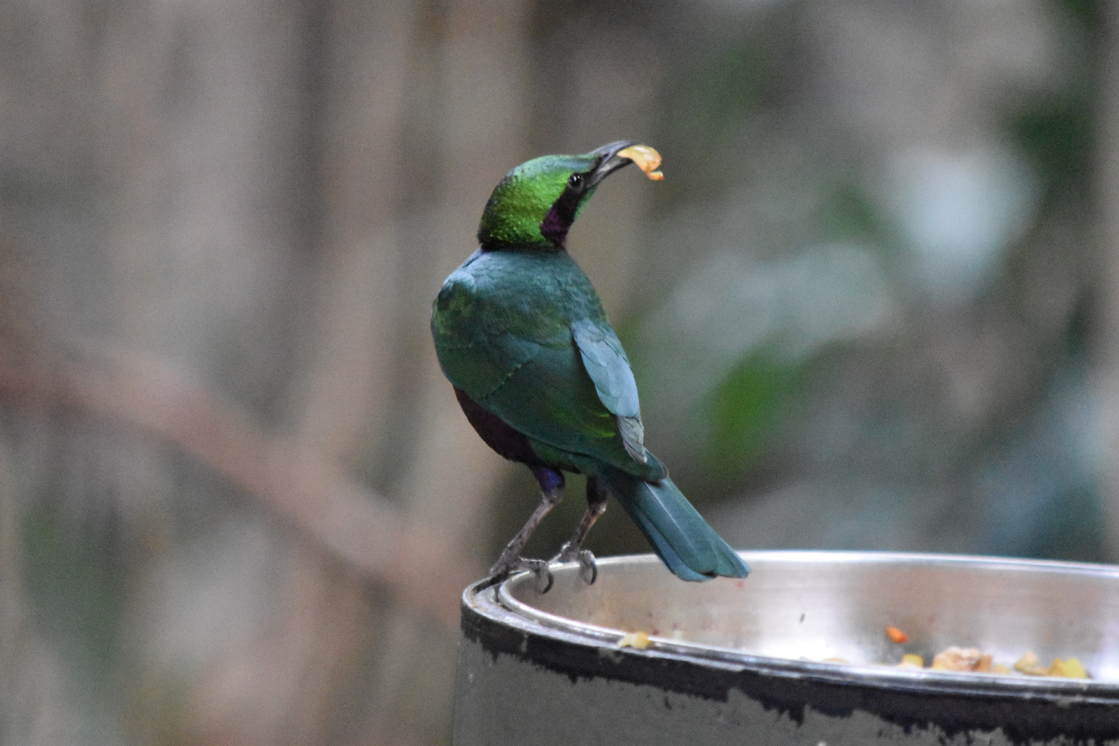 Emerald Starling