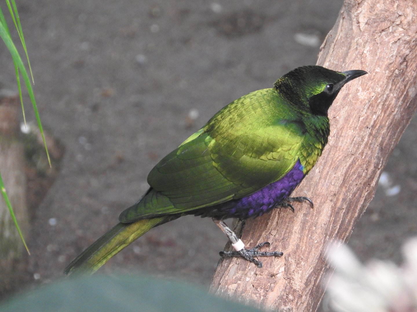 Emerald Starling