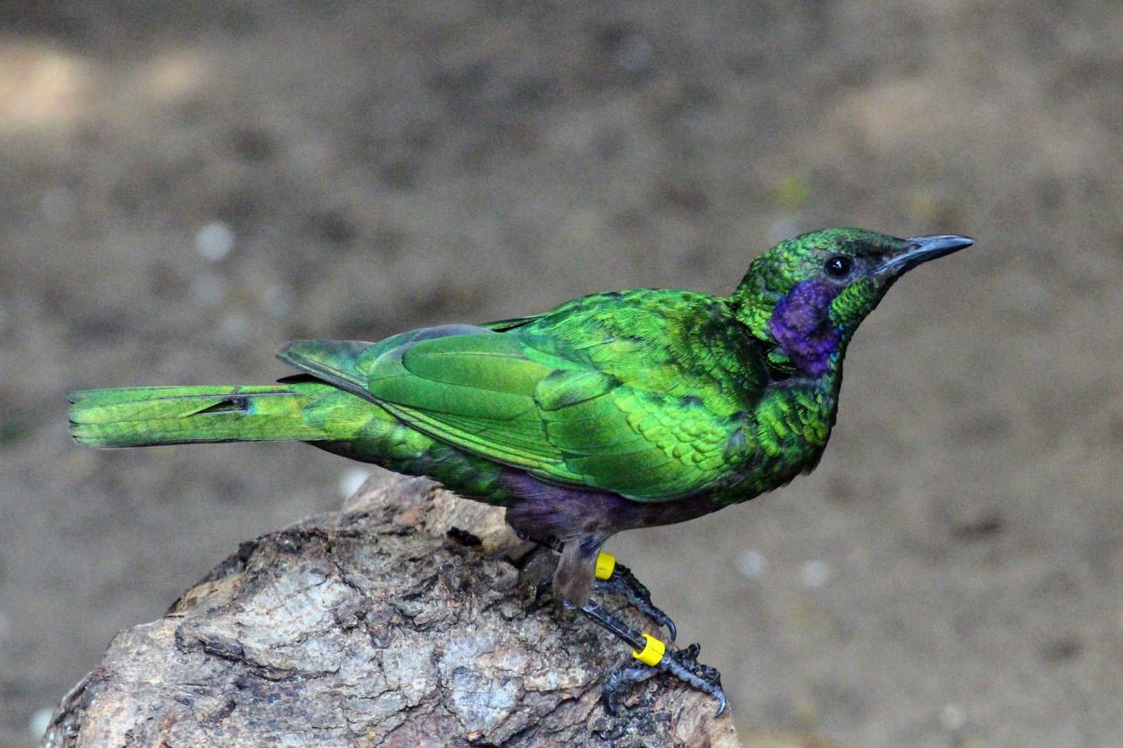 Emerald Starling