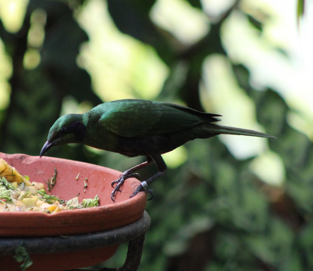 Emerald starling