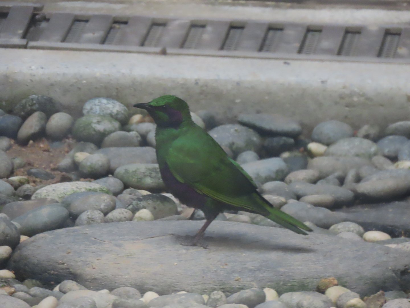 Emerald starling