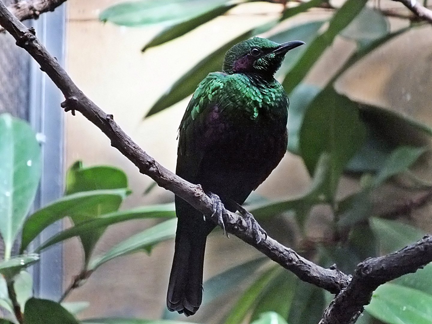 Emerald starling