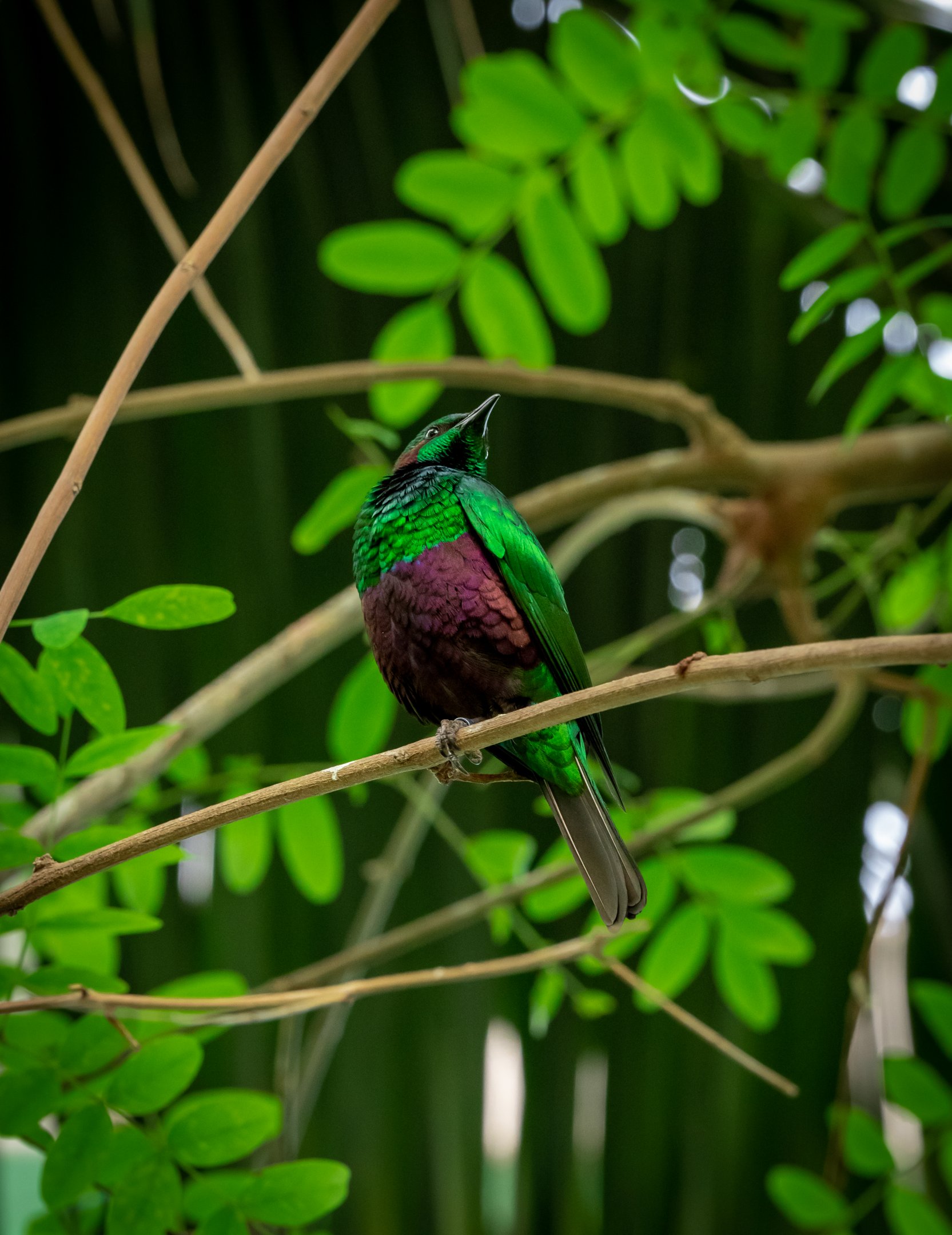 Emerald Starling