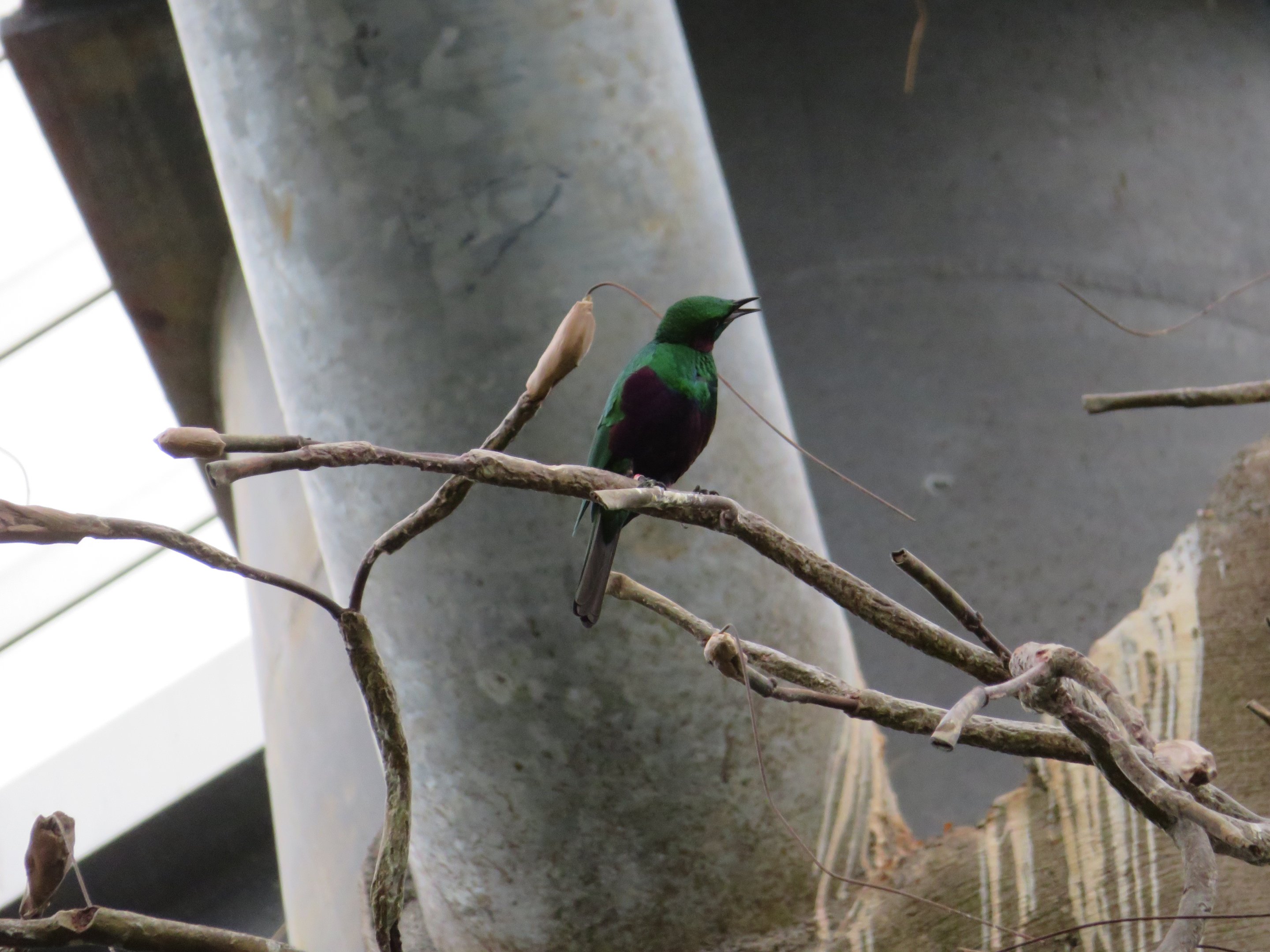Emerald Starling