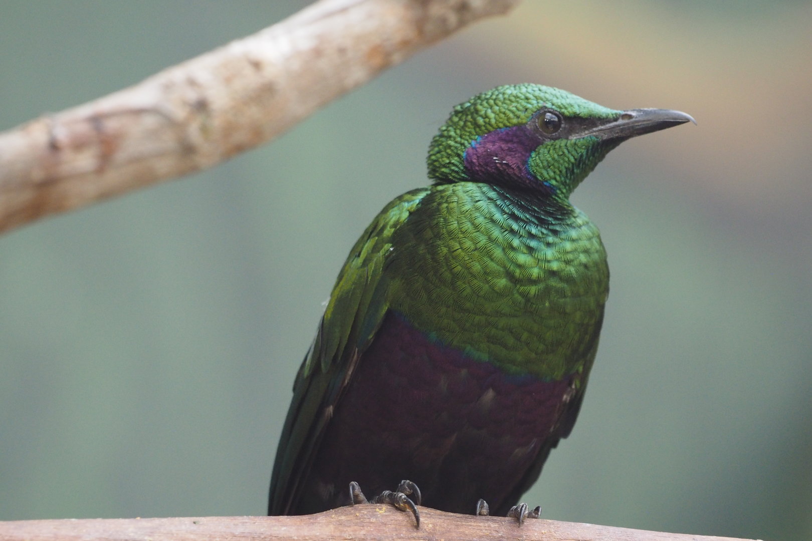 Emerald Starling