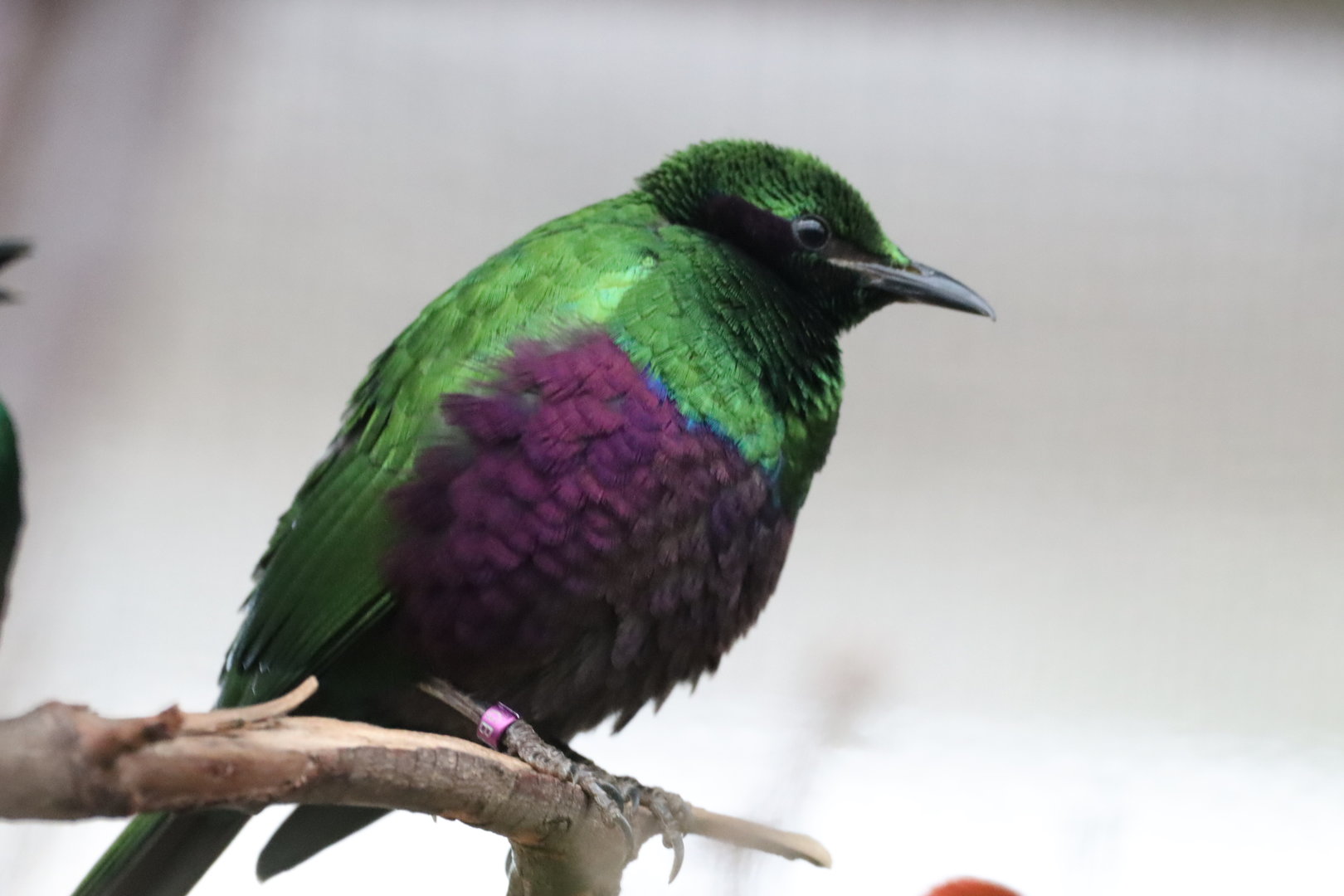 Emerald Starling